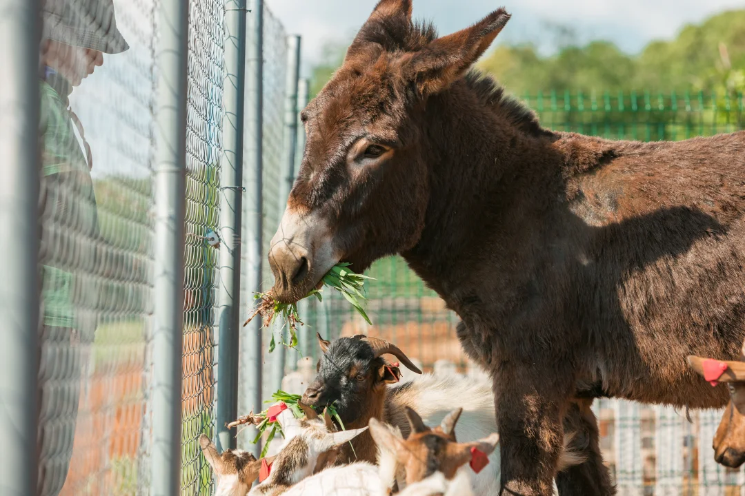 Farm- Raziščite, kako poteka življenje na kmetiji in spoznajte 10 vrst živali